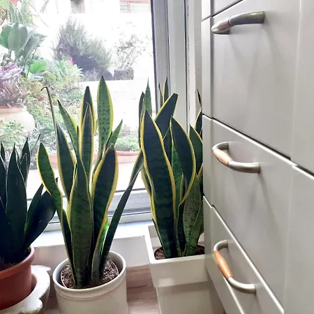 Sardegna Del Nord - Bellissima Casa Con Terrazza - Internet Wifi Apartament Laerru